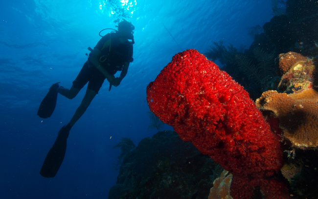 Diving at Coral Beach Photo